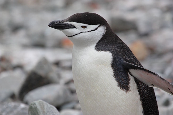 Day14_Eleph Is_CLookout_3473 (2).jpg - Chinstrap Penguin, Cape Lookout, Elephant Island, South Shetlands